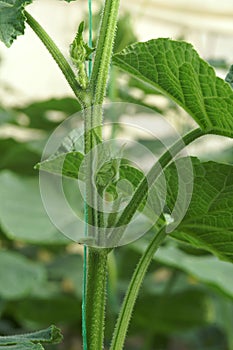 Side shoots of cucumber