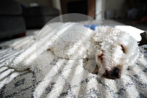 Side shot of a Bichon Frise sleeping on the soft covering with sunlights from window brightening