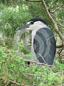 Side Shot of Black Crowned Night Heron