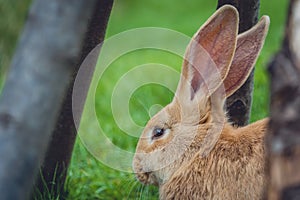 Side shot of the first half of the rabbit surrounded by trees