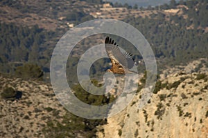 Side shot of Gyps fulvus photo