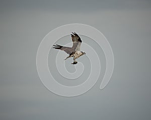 Side shot of an Osprey flying in the sky and holding a fish with talons