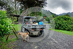 A side by side farm utility vehicle with working farm dogs. Aotearoa New Zealand