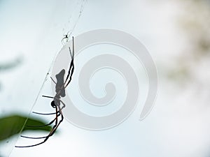 Side on silhouette of a large Golden Orb-weaver spider on a web