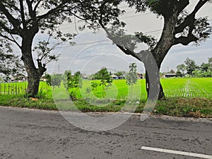 On the side of street with two big trees and plants and Green fields rice field on the side of street with clouds and sky view