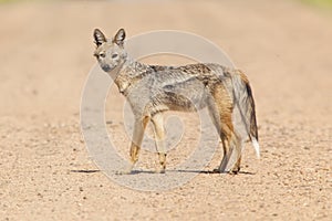 Side Striped Jackal