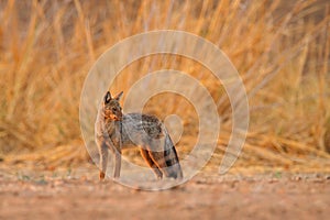 Side-striped jackal, Canis adustus, canid native to Africa, in the golden grass. Dry season. Safari in ManaPools, Zimbabwe. Jackal