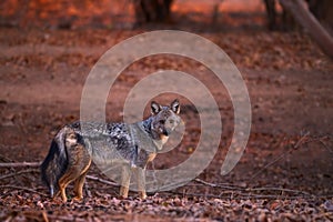 Side-striped jackal , Canis adustus, canid native to Africa, male looks directly into the camera, side view, low angle.  Morning,