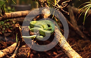 Side striped palm pit viper known as Bothriechis lateralis