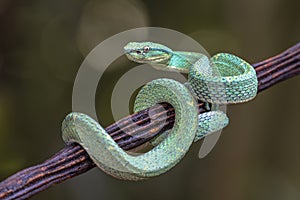 Side striped Palm Viper on branch