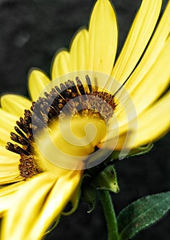 Side sunflower