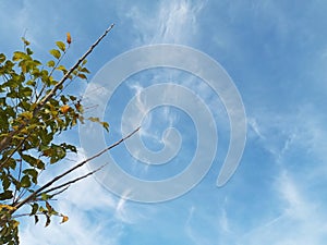 Side of A Tree with Blue Sky Background During the Day photo