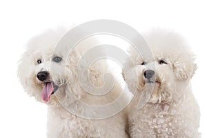 Side of two cute bichon frise dogs