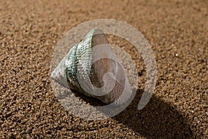 Conch shell on sand