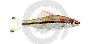Side vie of a Denison barb, fish, Sahyadria denisonii