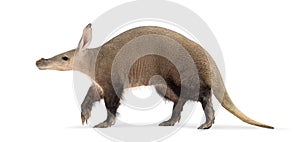 Aardvark walking on white background, orycteropus afer