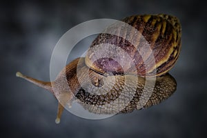 Side view of Achatina fulica