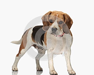 side view of adorable beagle with collar looking forward and standing