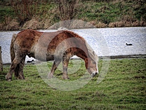 Side view of adorable brown Shetland pony grazing in green prairie by small lake