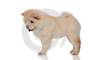 Side view of adorable chow chow panting and looking down