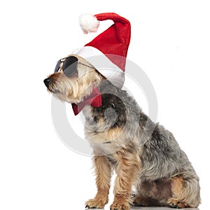 Side view of adorable gentleman yorkshire terrier wearing santa
