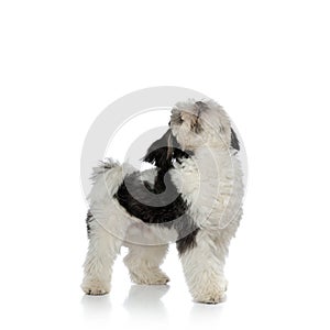 Side view of adorable shih tzu standing and looking up