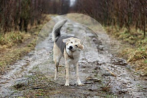 Young sheperd dog shaking off water at nature