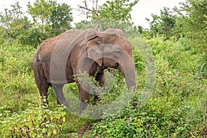Side view of an adult Ceylon elephant Elephas maximus maximus, Sri Lanka