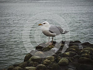 Side view of adult european herring gull larus argentatus sitting on rock stone dam in Etretat Normandy France Europe