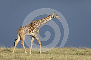 Side view of adult giraffe walking against dark blue sky in Masai Mara Kenya