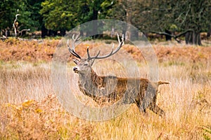 Side view of adult male red deer in open moorland photo