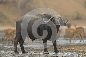 Side view of African Buffalo bull (Syncerus caffer) photo