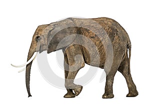 Side view of an African elephant