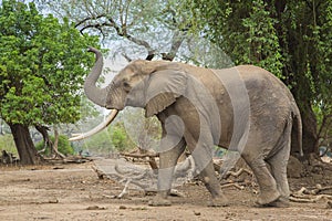 Side view of an African Elephant bull with trunk up