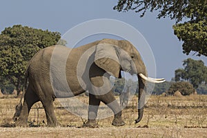 Side view of African Elephant bull walking