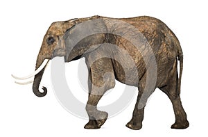 Side view of an African elephant, isolated