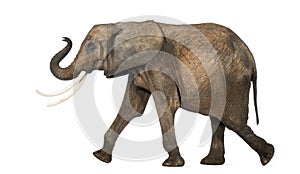 Side view of an African elephant performing