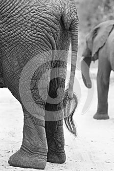 Side on view of an African Elephant rear and tail artistic conversion