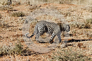 Side view of African leopard prowling across orange earth and dry grass in early morning light at Okonjima Nature Reserve, Namibia