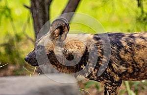Side view of African wild dog