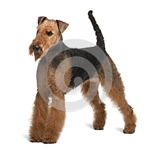 Side view of Airedale Terrier, standing