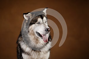 Side view at a alaskan malamute dog sitting in studio on brown blackground and looking aside