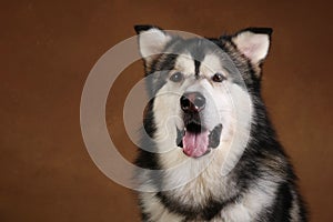 Side view at a alaskan malamute dog sitting in studio on brown blackground and looking at camera