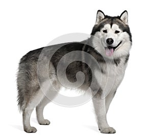 Side view of Alaskan malamute, standing