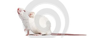 Side view of an albino white mouse looking up, photo