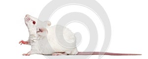 Side view of an albino white mouse looking up, Mus musculus photo