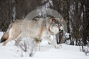 Side view of alert Canis Lupus walking on snow