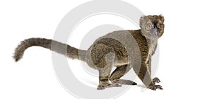 Side view of an alert Greater bamboo lemur, Prolemur simus, Isolated on white photo