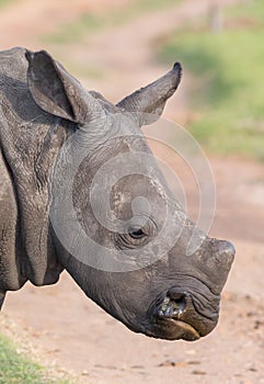 Side view of an alert young white rhinoceros