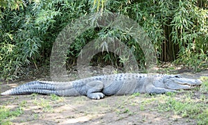 this is a side view of an alligator